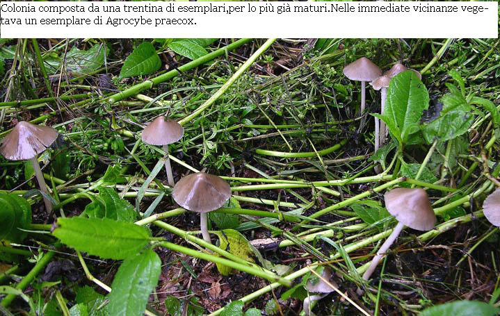 Psathyrella sp.da determinare.